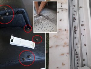 Kahverengi kokarca evleri istila etti! Uzmanlar üstüne basa basa uyardı