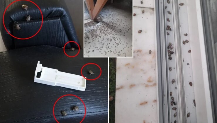 Kahverengi kokarca evleri istila etti! Uzmanlar üstüne basa basa uyardı