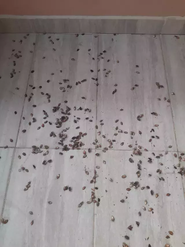 Kahverengi kokarca evleri istila etti! Uzmanlar üstüne basa basa uyardı