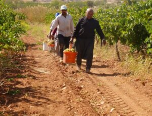 Üreticilere örnek oldu! Alternatif ürün baba-oğlu ihya etti